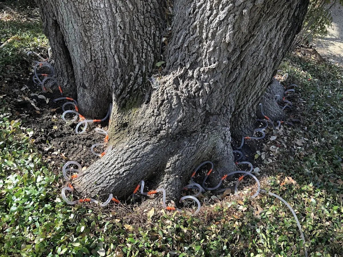 Detailed Tree Cabling and Bracing job site in Grant Town