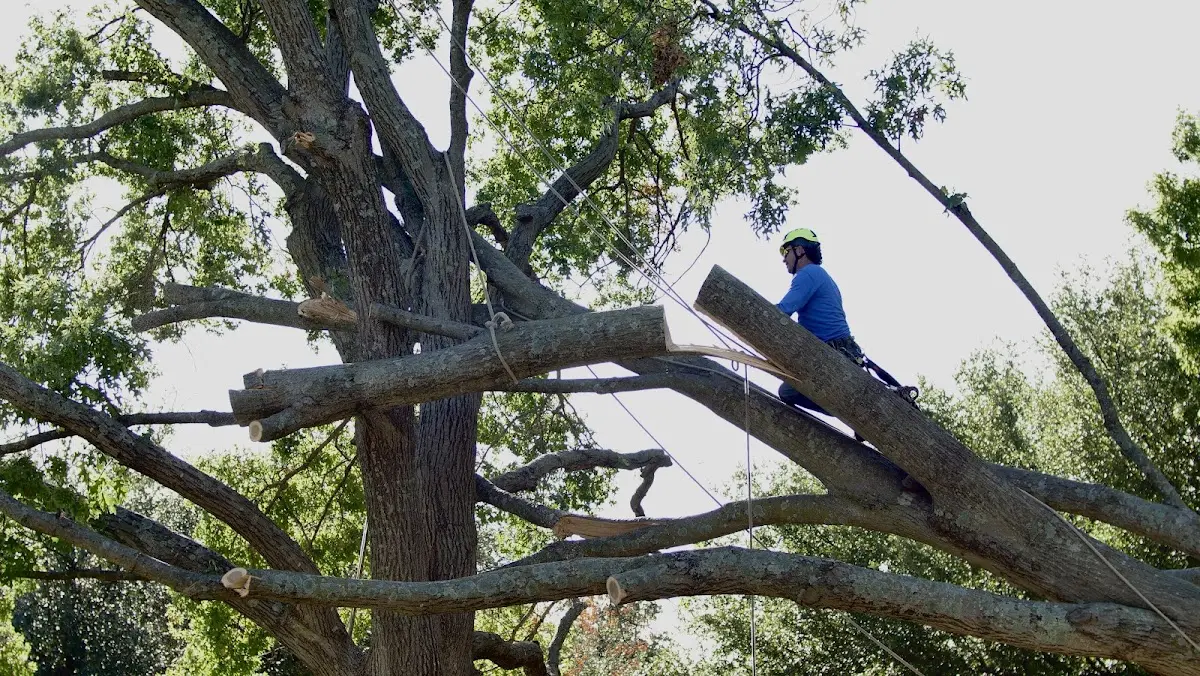 Professional Crown Thinning performed by certified arborists in Grant Town