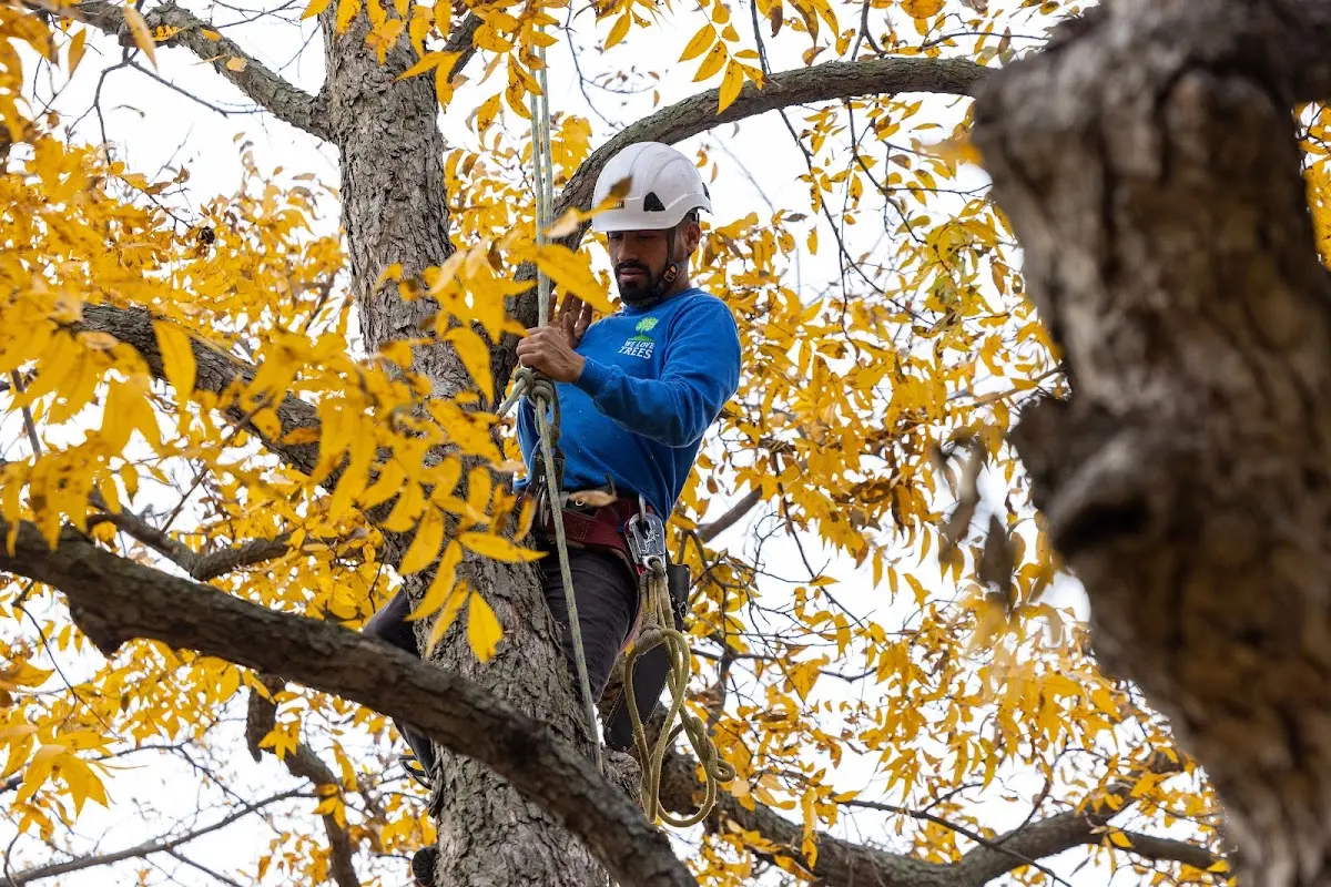 Skilled Tree Trimming crew working in Grant Town